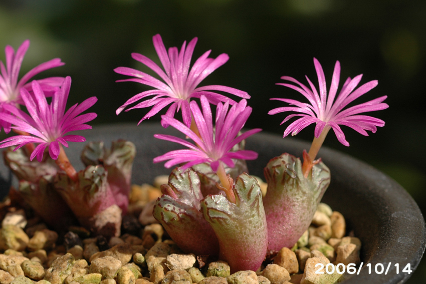 Conophytum luckhoffii : conocono's コノフィツム モノグラフ