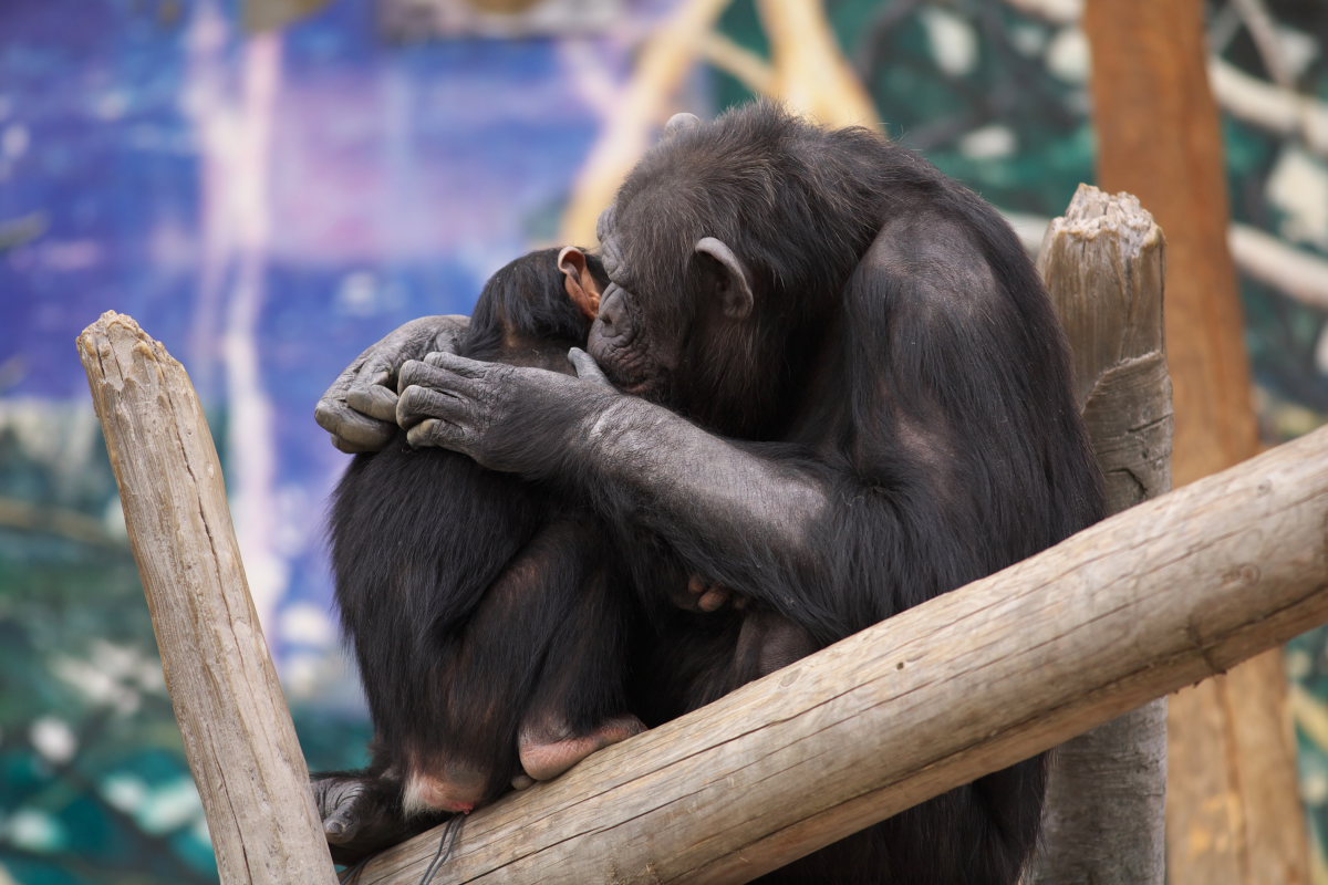 天王寺動物園１５２_c0088025_150577.jpg