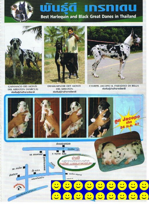 我が家のグレートデンとThailand Great Dane breeder　phandeekennel_a0083429_183975.jpg