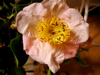 f0041351_12103134.gif