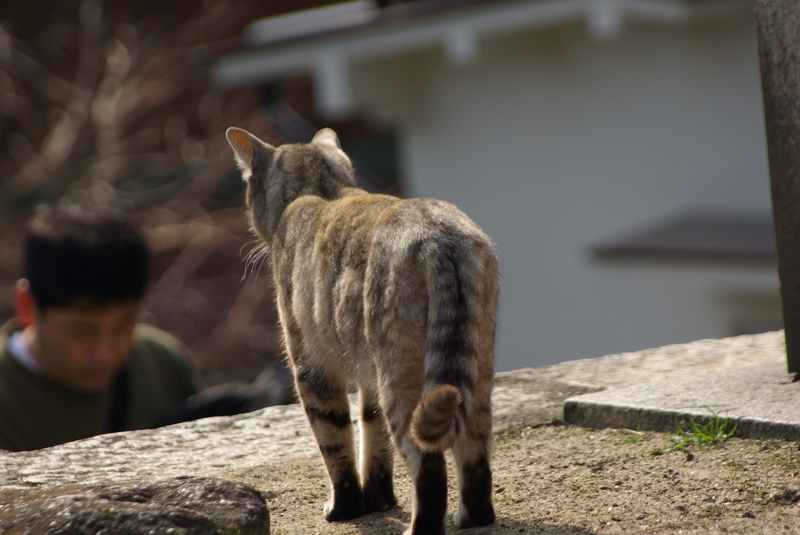 ２月４日　尾道の猫シリーズその３_a0009554_2250383.jpg