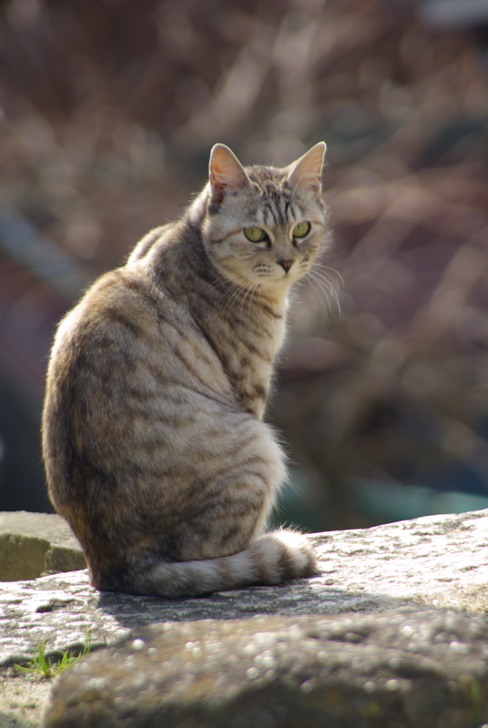 ２月４日　尾道の猫シリーズその３_a0009554_2251276.jpg