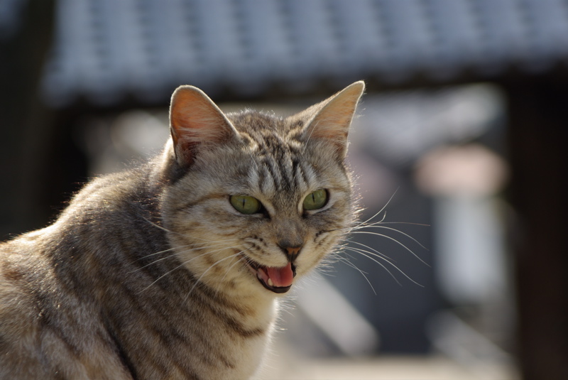 ２月４日　尾道の猫シリーズその３_a0009554_22554379.jpg