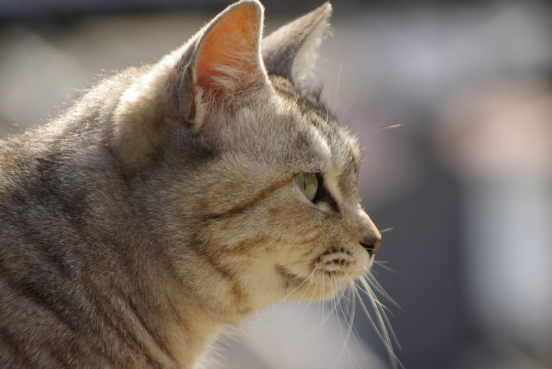 ２月４日　尾道の猫シリーズその３_a0009554_22561272.jpg