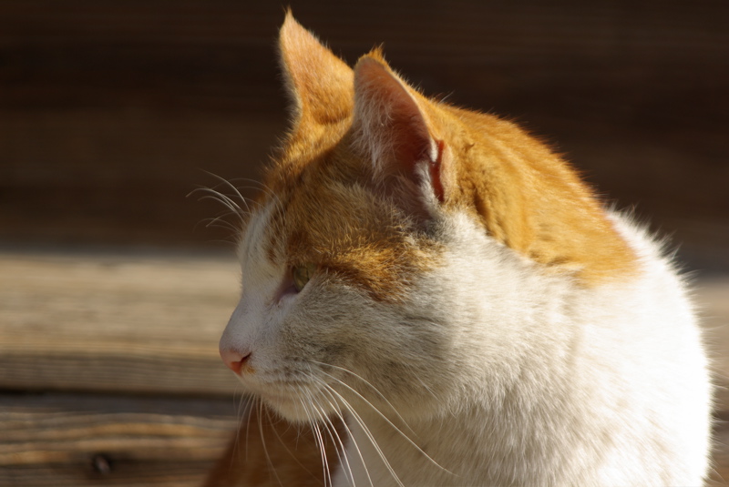 ２月４日　尾道の猫シリーズその３_a0009554_2352846.jpg