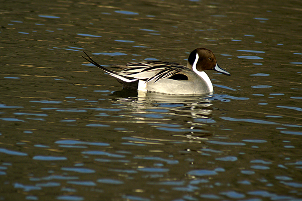 フラワーパーク　水鳥の池_b0037658_20573569.jpg