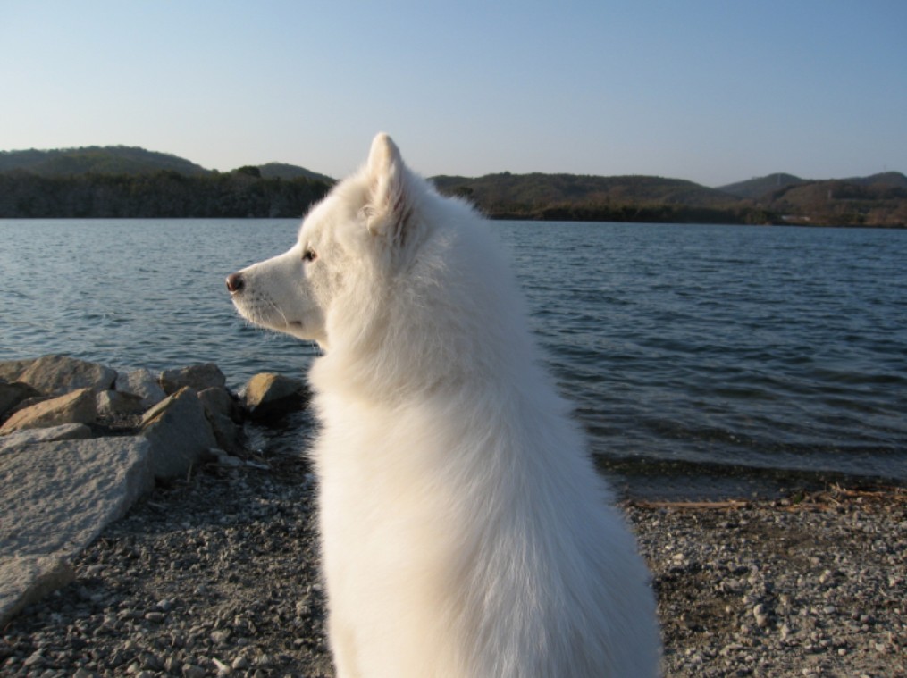 サモエド犬コロです♪_c0107786_1543782.jpg