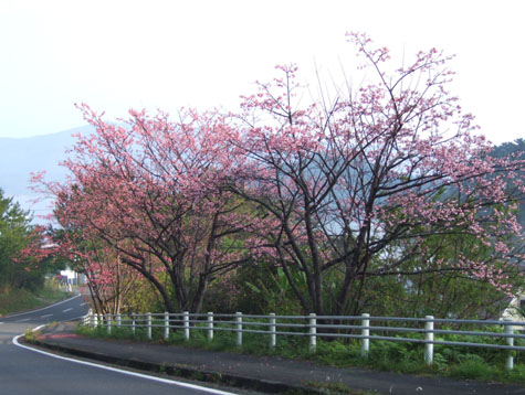 生間の桜は満開！_e0028387_21017.jpg