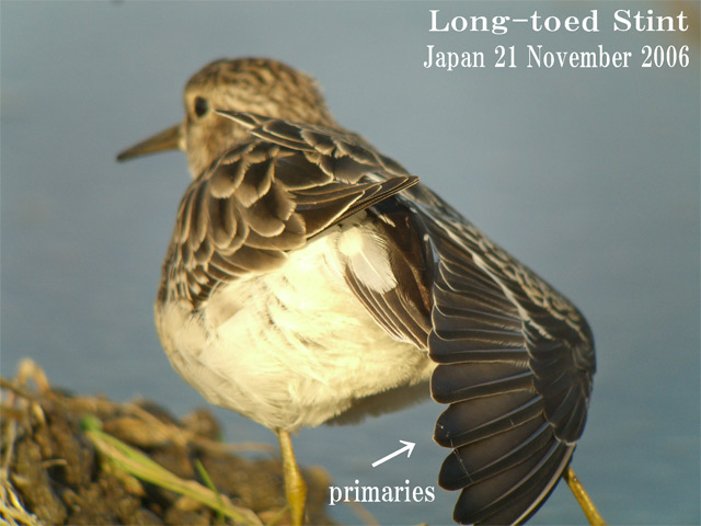 ヒバリシギ２　  Long-toed stint   2 /   Chalidris subminuta_c0071489_1941415.jpg