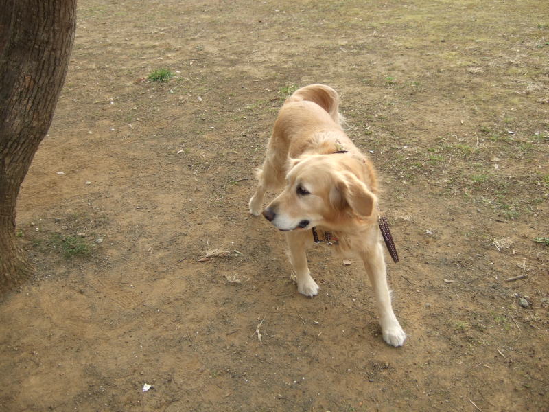 何でもわかってるりんごさん♪　2月7日（水)_c0104492_0263256.jpg