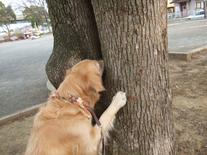 何でもわかってるりんごさん♪　2月7日（水)_c0104492_0285889.jpg