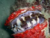 ミズイリショウジョウガイの水は、どんな水?_a0043520_12553432.jpg