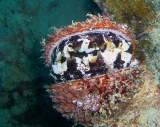 ミズイリショウジョウガイの水は、どんな水?_a0043520_1256360.jpg