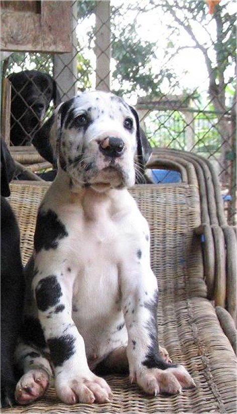 我が家のグレートデンとThailand Great Dane breeder　phandeekennel_a0083429_1321041.jpg