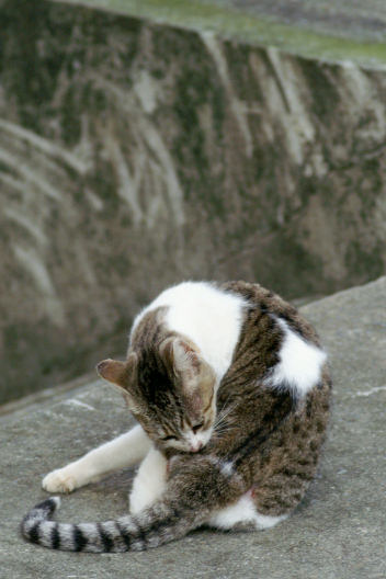 初級編：町で見かけた動物達（１３）～沖縄の猫（２）_c0032138_16112428.jpg