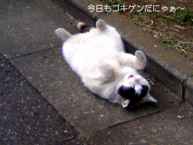 【バレンタイン・ベアリスタ】_b0009849_12223816.jpg