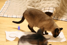a0055567_112194.gif
