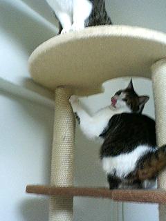 キャットタワー_f0054677_6592165.jpg