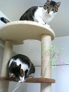 キャットタワー_f0054677_701291.jpg