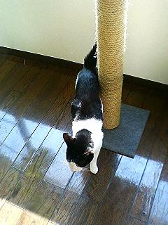 キャットタワー_f0054677_705518.jpg