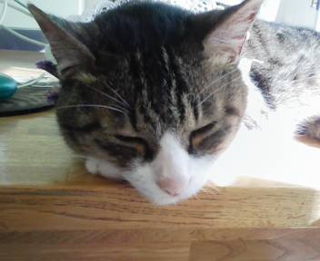 キャットタワー_f0054677_731432.jpg
