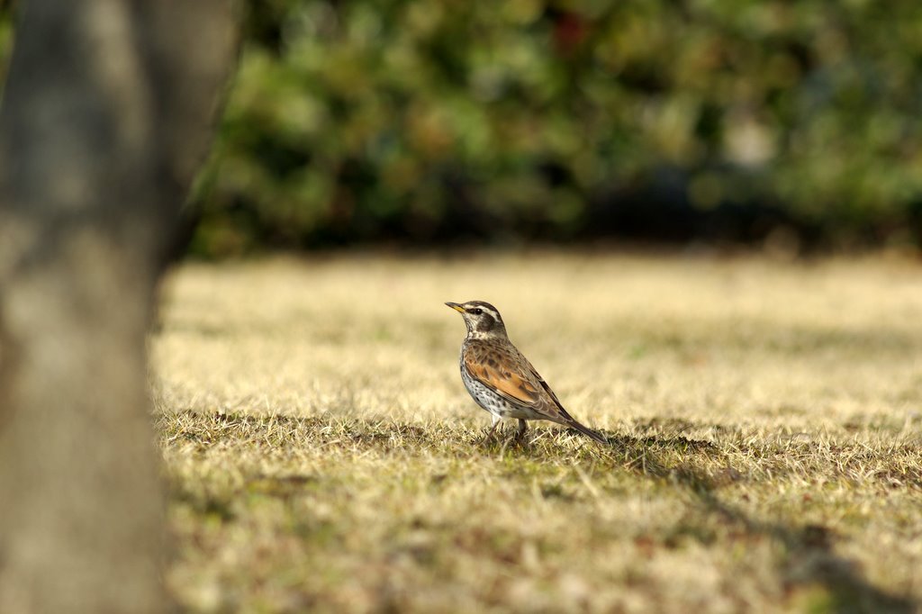 Turdus naumanni_a0031804_13385591.jpg