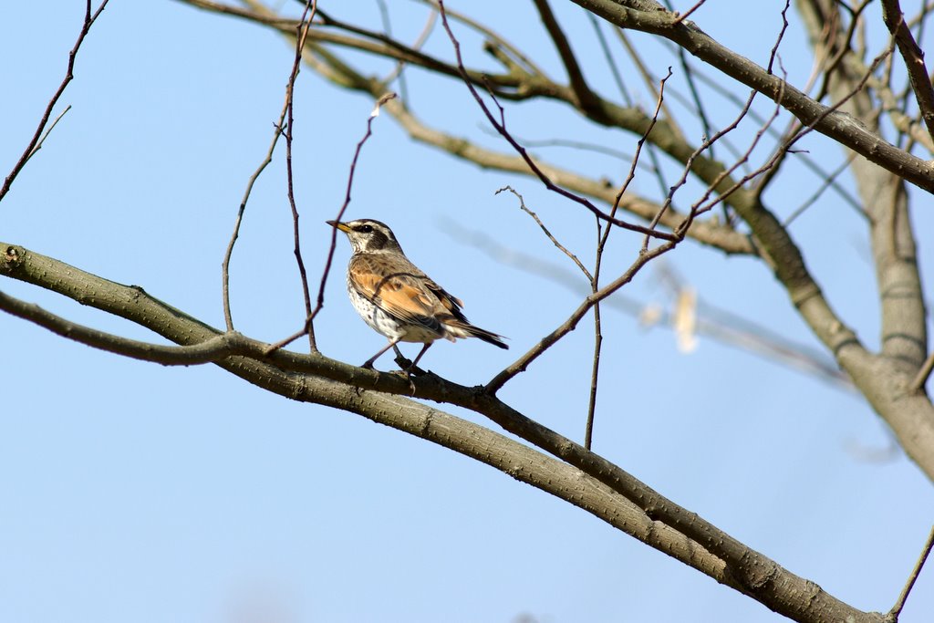 Turdus naumanni_a0031804_13395986.jpg