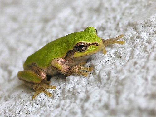 原色両生類カエル図鑑〔新改訂版〕 ニホンアマガエル : ブツドリノマ