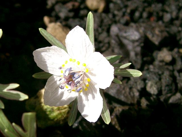 節分草（セツブンソウ） : 花の仲間調べ