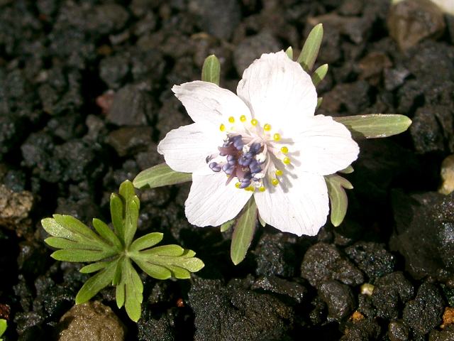 節分草（セツブンソウ） : 花の仲間調べ