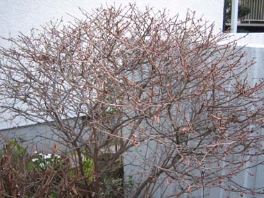 e0110940_1013415.jpg