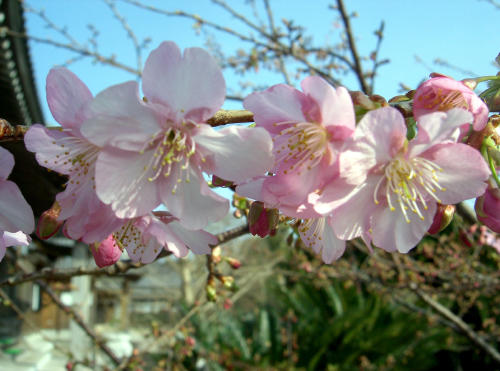 寒桜2_f0031546_19294657.jpg