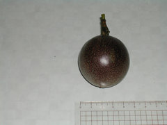 a0088456_16241968.jpg