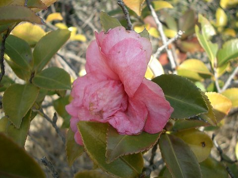 サザンカ(山茶花)_c0085874_16241677.jpg