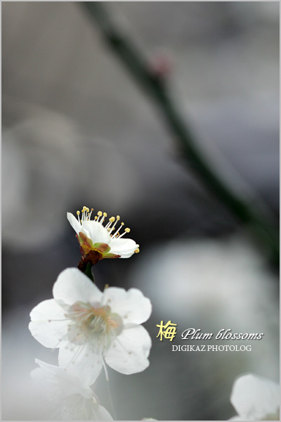 Plum blossoms／梅の花_f0073776_18503995.jpg