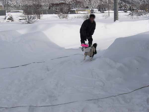 去年の雪は・・・_d0101385_21381376.jpg