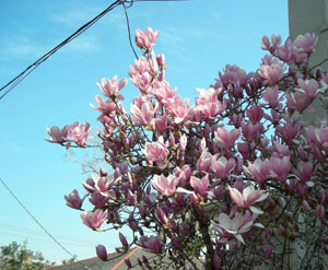 d0000995_11363558.jpg