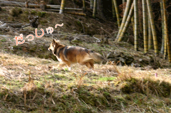 a0041108_1821226.gif