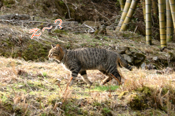 a0041108_18225344.gif