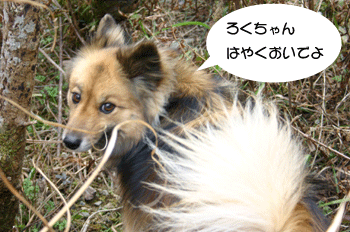 a0041108_18262361.gif