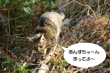 a0041108_18322878.gif