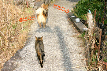 a0041108_18364439.gif