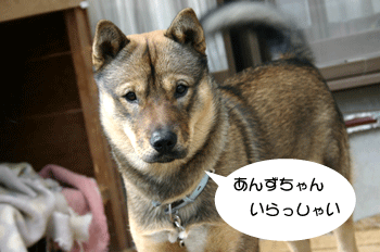 a0041108_18385652.gif