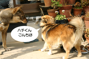 a0041108_18403689.gif