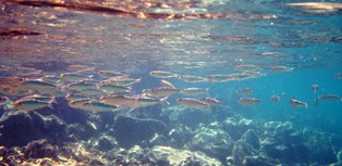 マングローブの根元を潜る_a0043520_18154460.jpg