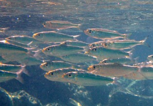 マングローブの根元を潜る_a0043520_18163367.jpg
