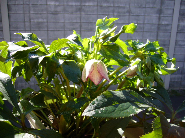d0000324_1105649.jpg