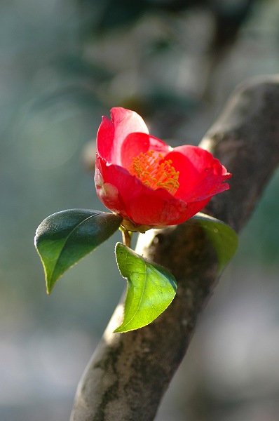 つばき・さざんか園から1　神代植物公園_c0027027_21135739.jpg