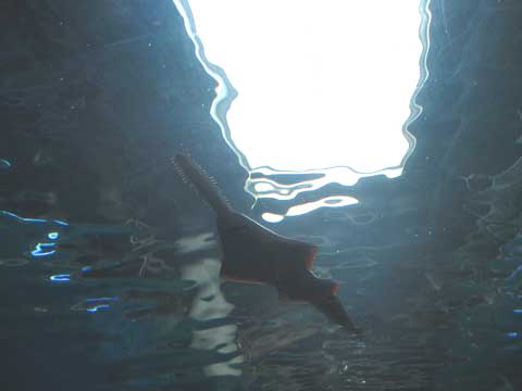 水族館_c0019131_22321595.jpg