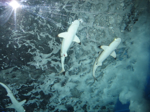 水族館_c0019131_2232222.jpg